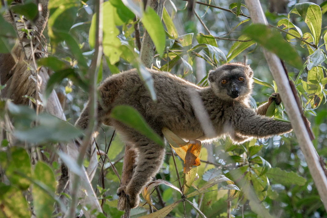 Madagascar Combo East-West Tour Packages