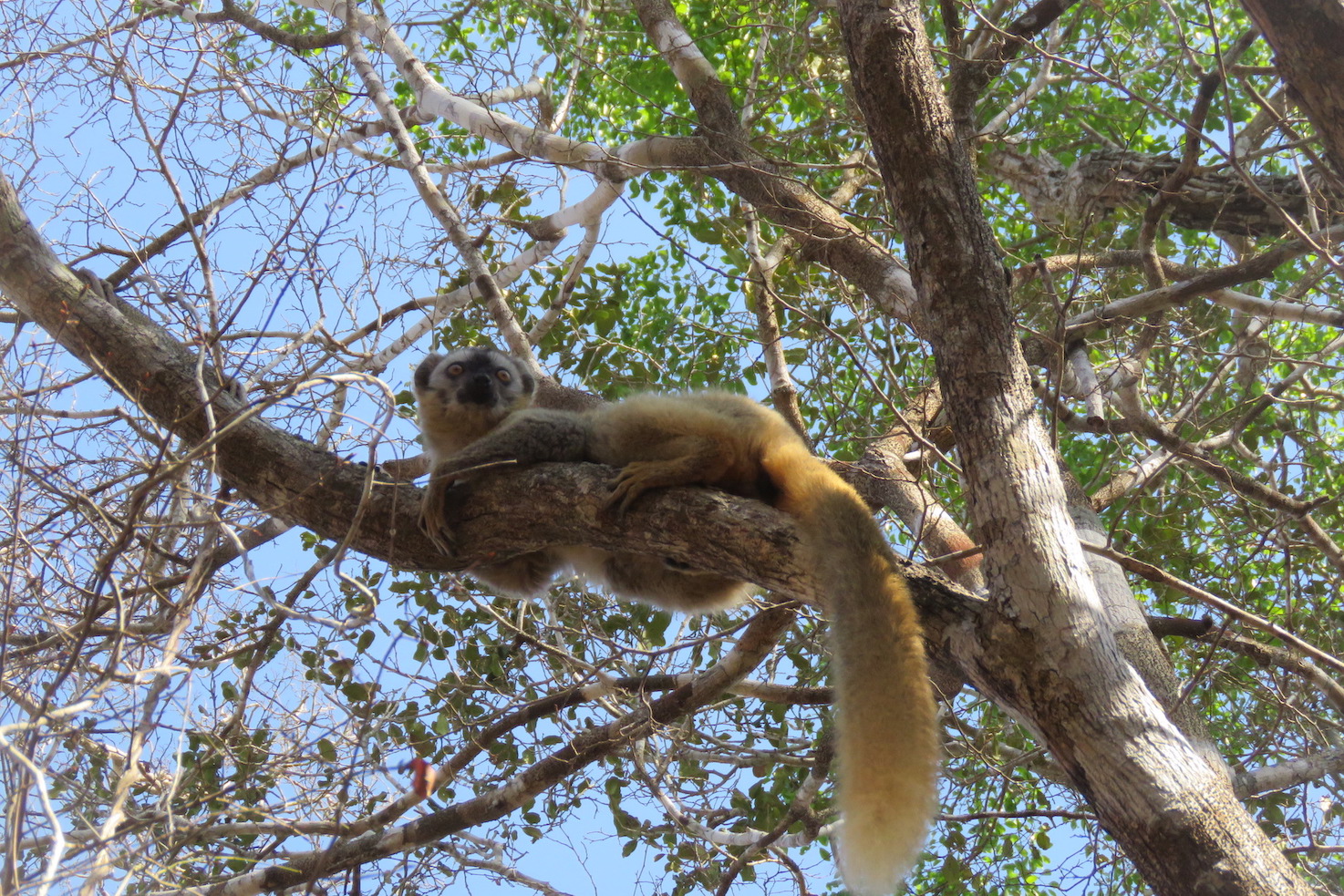 Madagascar Combo East-West Travel Packages