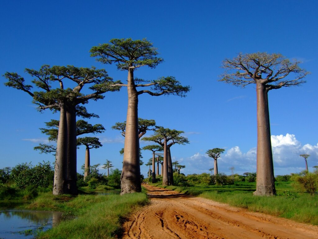 Madagascar Combo East-West Travel Package from Kuwait. 