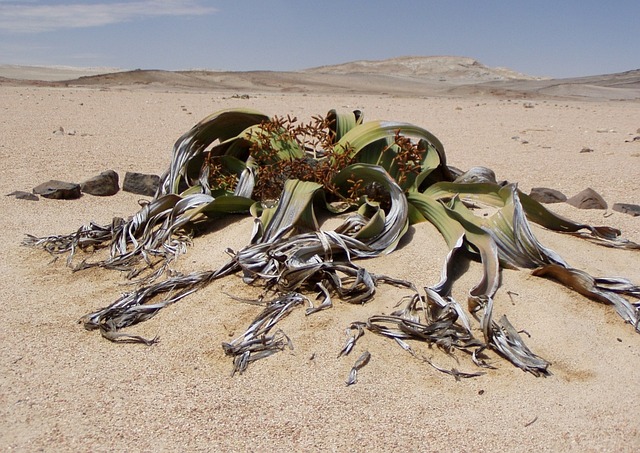 Tours in Namibia